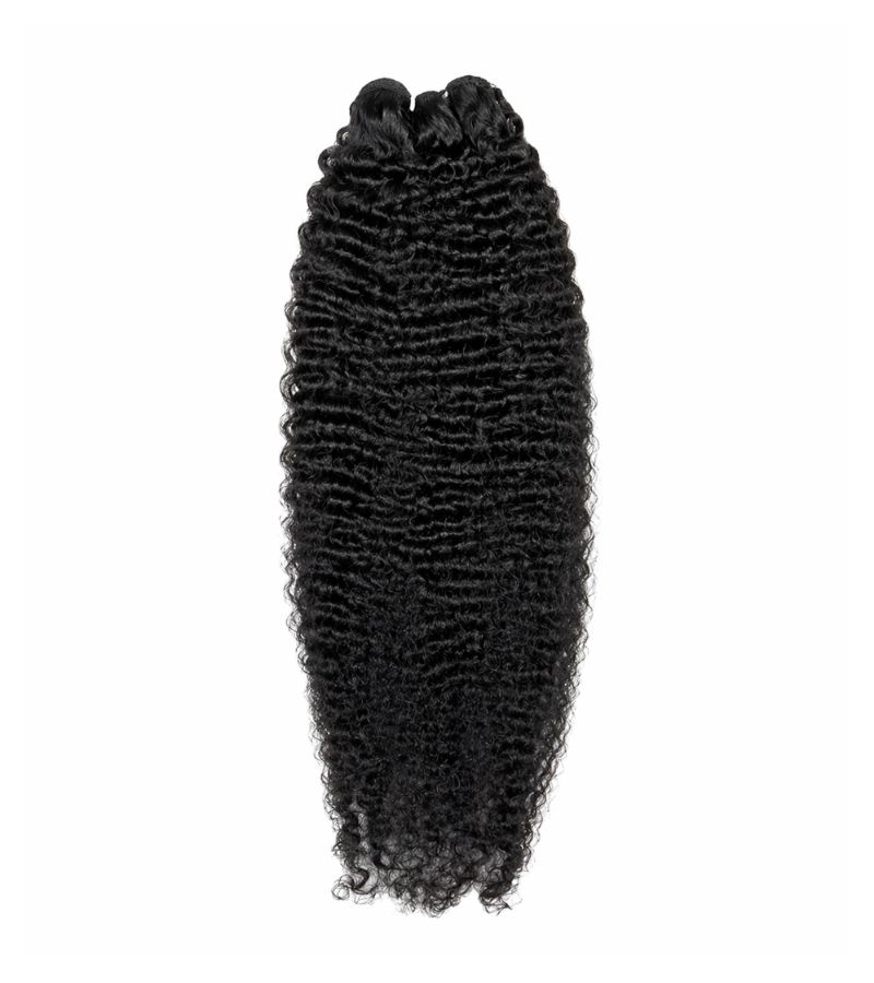 Burmese curl 2